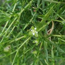 Attēlu rezultāti vaicājumam “Sagina procumbens fruit”