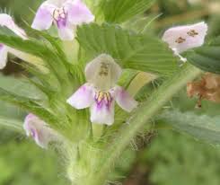 Attēlu rezultāti vaicājumam “Galeopsis tetrahit flower”