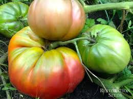 Afbeeldingsresultaat voor black oxheart tomato