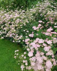Image result for Pimpinella major