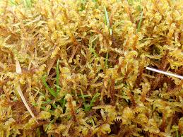 Attēlu rezultāti vaicājumam “Hamatocaulis vernicosus”