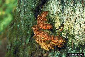 Attēlu rezultāti vaicājumam “Phellinus pini”