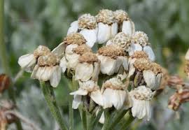 Attēlu rezultāti vaicājumam “Achillea salicifolia leaf”