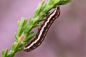 Attēlu rezultāti vaicājumam “Lycophotia porphyrea”