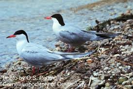 Image result for Sterna forsteri