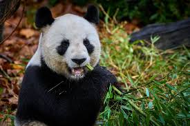 Résultat de recherche d'images pour "pandas"