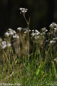 Attēlu rezultāti vaicājumam “Gypsophila fastigiata flower”