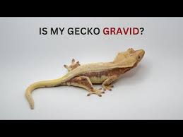 Image result for gravidity leopard gecko