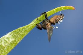 Attēlu rezultāti vaicājumam “Entomophthora”