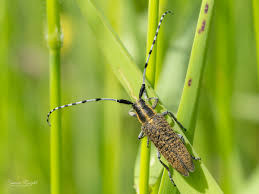 Attēlu rezultāti vaicājumam “Agapanthia villosoviridescens”