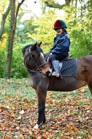 Image result for Porlock Vale Riding School