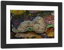 Attēlu rezultāti vaicājumam “Datronia mollis”