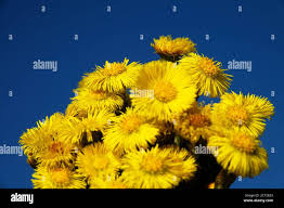 Attēlu rezultāti vaicājumam “Tussilago farfara”