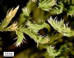 Attēlu rezultāti vaicājumam “Hedwigia ciliata”