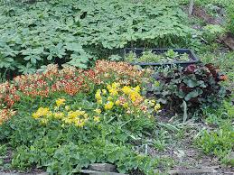 Attēlu rezultāti vaicājumam “Primula veris flower”