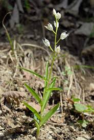 Attēlu rezultāti vaicājumam “Cephalanthera longifolia”