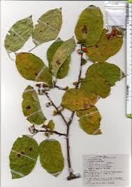 Attēlu rezultāti vaicājumam “Celastrus flagellaris”