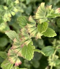 Image result for Melissa officinalis