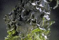 Attēlu rezultāti vaicājumam “Leptogium saturninum”