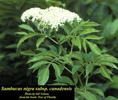 Attēlu rezultāti vaicājumam “Sambucus nigra”