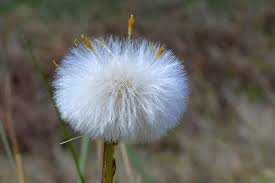 Attēlu rezultāti vaicājumam “Tussilago farfara fruit”