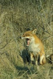 Attēlu rezultāti vaicājumam “Vulpes vulpes”