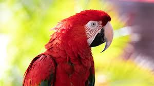 Image result for Bird