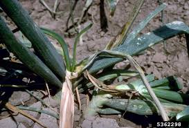 Attēlu rezultāti vaicājumam “Diderma subviridifuscum var. macrospora*”