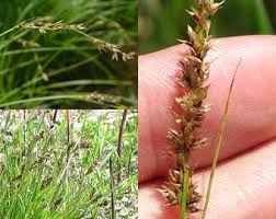 Attēlu rezultāti vaicājumam “Carex appropinquata fruit”
