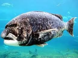 Image result for Cymatoceps nasutus