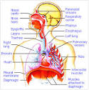 Sinusitis, rhinitis, rhinosinusitis, treatment of sinusitis, sinus ...