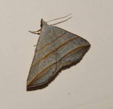 Attēlu rezultāti vaicājumam “Anacampsis blatariella”