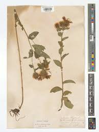 Attēlu rezultāti vaicājumam “Centaurea phrygia bud”