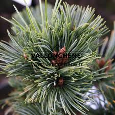 Attēlu rezultāti vaicājumam “Pinus pumila”