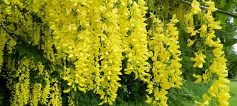 Attēlu rezultāti vaicājumam “Laburnum anagyroides”