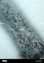 Attēlu rezultāti vaicājumam “Stemonitis virginiensis”