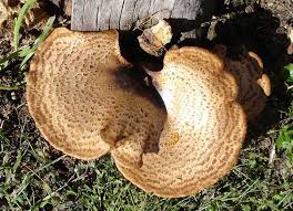 Attēlu rezultāti vaicājumam “Polyporus squamosus”