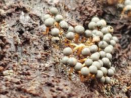 Attēlu rezultāti vaicājumam “Diderma floriforme macro”