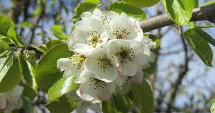 Attēlu rezultāti vaicājumam “Pyrus communis”