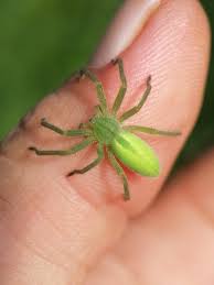 Attēlu rezultāti vaicājumam “Micrommata virescens”