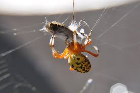 Attēlu rezultāti vaicājumam “Araneus marmoreus”