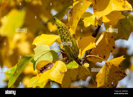 Attēlu rezultāti vaicājumam “Liriodendron tulipifera fruit”