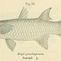 Image result for Mugil liza