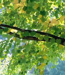 Attēlu rezultāti vaicājumam “Cercidiphyllum japonicum”