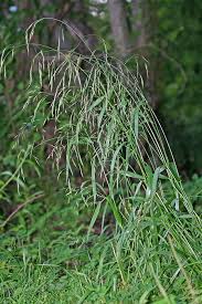 Attēlu rezultāti vaicājumam “Festuca gigantea”