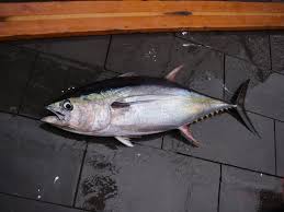 Image result for Thunnus albacares