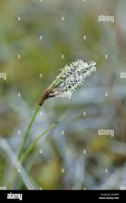 Attēlu rezultāti vaicājumam “Carex caryophyllea fruit”