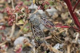 Attēlu rezultāti vaicājumam “Tettigoniodea exuvia”