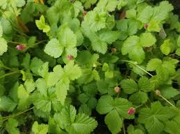 Attēlu rezultāti vaicājumam “Rubus arcticus”