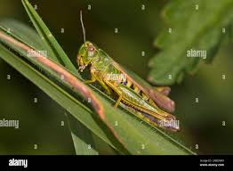 Attēlu rezultāti vaicājumam “Omocestus viridulus”